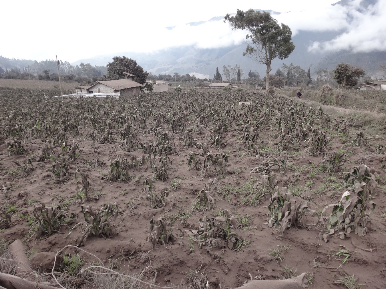 Afectación por caída de ceniza debido a la actividad actual del volcán Tungurahua